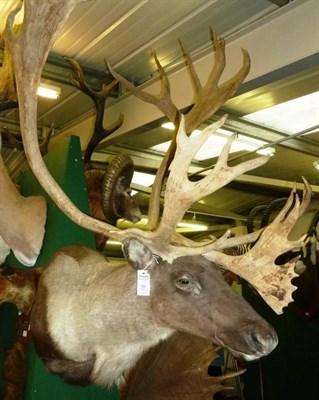 Lot 528 - Caribou (Rangifer tarandus), shoulder mount, right antler 111cm, left antler 116cm, tip to tip 43cm