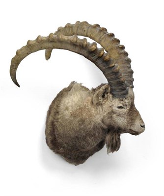 Lot 529 - Spanish Ibex (Capra pyrenaica hispanica), circa 2000, shoulder mount, turning to the left,...