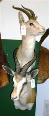 Lot 531 - Springbok (Antidorcas marsupialis), circa 2000, shoulder mount, turning to the right, 46cm from the