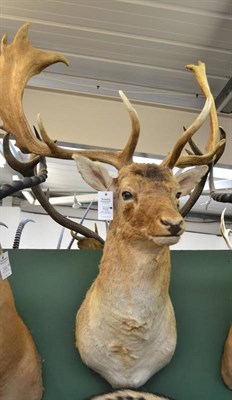 Lot 532 - Fallow Deer (Cervus dama dama), circa 2000, shoulder mount, 17 points, right antler 72.5cm,...