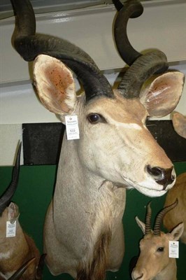 Lot 533 - Greater Kudu  (Tragelaphus strepsiceros), circa 2000, shoulder mount, turning slightly to the left