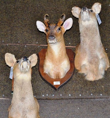 Lot 535 - Two Chinese Water Deer (Hydropotes inermis), shoulder mount, 29cm from the wall; and Muntjac...