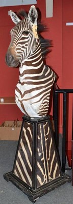 Lot 537 - Plains Zebra (Equus quagga), circa 2000, shoulder mount, raised on four-sided tapering plinth inset