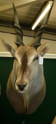 Lot 538 - Eland (Taurotragus oryx), circa 2000, shoulder mount, turning slightly to the right, right horn...