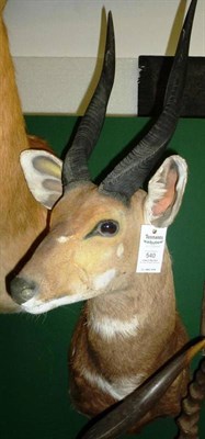 Lot 540 - Sitatunga (Tragelaphus spekeii), circa 2000, shoulder mount, turning to the right, 43cm from...