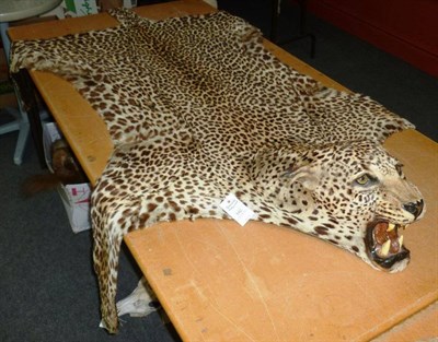 Lot 542 - Leopard (Panthera pardus), circa 1930, rug with head mount, jaw agape, 232cm long nose to tail tip