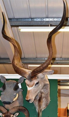 Lot 545 - Greater Kudu (Tragelaphus strepsiceros), head mount, right horn 104cm (straight measured), left...