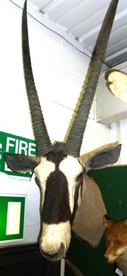 Lot 546 - Gemsbok Oryx (Oryx gazelle), shoulder mount, right horn 89cm, left horn 87cm