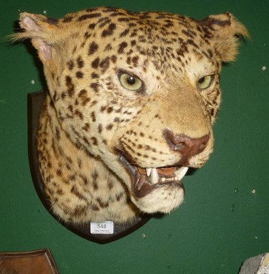 Lot 548 - Leopard (Panthera pardus), Edward Gerrard & Sons, London, circa 1930, head mount, turning to...