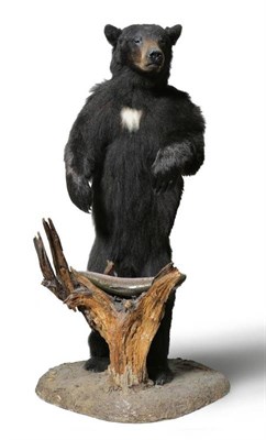 Lot 549 - Black Bear (Ursus americanus), Canada, circa 1975-80, full mount, closed jaw and outheld upper...