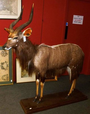 Lot 550 - Nyala (Tragelaphus angasii), late 20th century, full mount, standing, right horn 55.5cm, left...