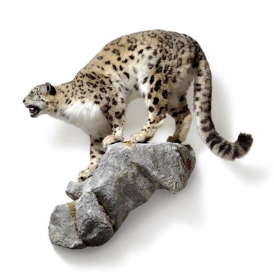 Lot 551 - Snow Leopard (Panthera uncia), male, full mount, with jaw agape, 71cm high at the shoulder,...