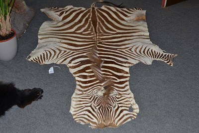 Lot 553 - Zebra (Equus quagga), circa 1980, skin rug, 208cm long (a/f)