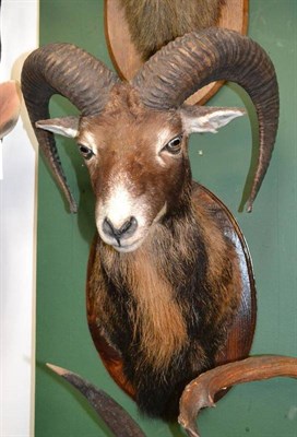 Lot 554 - Mouflon (Ovis aries), head mount, on stained wood oval shield