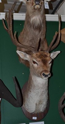 Lot 555 - Fallow Deer (Cervus dama dama), head mount, 8 points, malformed antlers (5+2), on stained pine oval