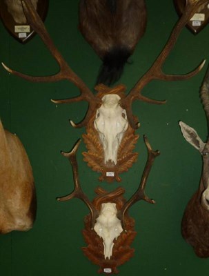 Lot 556 - Red Deer (Cervus elaphus), antlers on cut upper skull, 13 points, right antler 76cm, left...