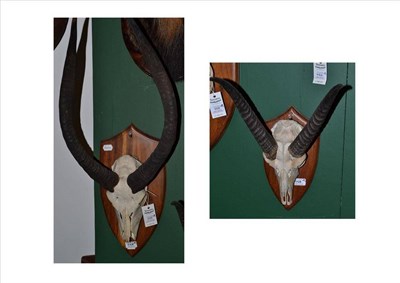 Lot 558 - Nyala (Tragelaphus angasii), horns on upper skull, right horn 56cm (with the curve), left horn...