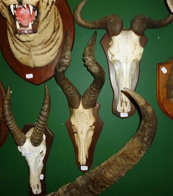 Lot 559 - Wildebeest (Connochaetes taurinus), horns on cut upper skull, on wood shield; Hartebeest...