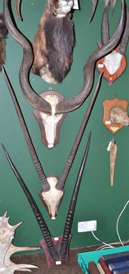 Lot 561 - Greater Kudu (Tragelaphus strepsiceros), horns on cut upper skull, right horn 79cm, left horn...