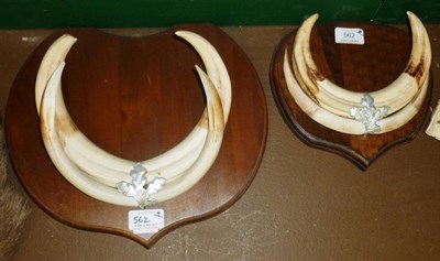 Lot 562 - Warthog (Phacochoerus africanus), upper and lower tusks, mounted on wood shield; Another Set,...