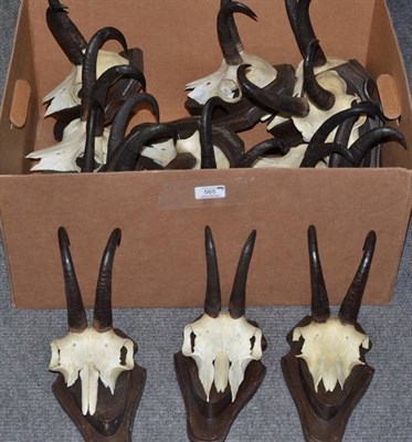 Lot 565 - Chamois (Rupicapra rupicapra), circa 1969-1982, fourteen horns on part upper skulls, on stained...