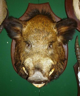 Lot 566 - Wild Boar (Sus scrofa), Germany, circa 1920, head mount, jaw agape, on wood shield, 68cm from...