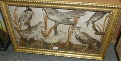 Lot 571 - Six Taxidermy Birds, late 19th century, including Water Rail, Lapwing, Starling and Cuckoo,...