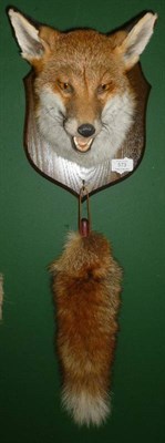 Lot 573 - Fox Mask, modern, jaw open, on wood shield, with brush dependant, 26cm from the wall