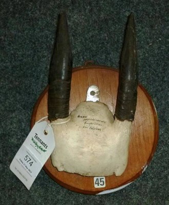 Lot 574 - Mountain Anoa (Bubalus quarlesi), circa 1900, horns on frontlet, right horn 11.5cm, left horn 12cm