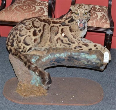 Lot 575 - Clouded Leopard (Neofelis nebulosa), circa 1910, full mount, recumbent upon a branch section,...