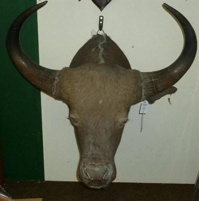 Lot 576 - Gaur or Indian Bison (Bos gaurus gaurus), circa 1910, shoulder mount, right horn 73.5cm, left...