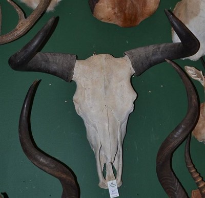 Lot 577 - Wild Yak (Bos grunniens), Tibet 1904, horns on upper skull, right horn 80.5cm, left horn...