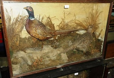 Lot 580 - A Full Mount Cock and Hen Pheasant, Robert Noble, Bird & Animal Preserver, 33 Skinnergate,...