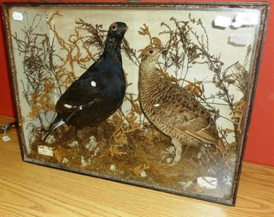 Lot 582 - A Cased Pair of Male and Female Black Grouse, mounted in a naturalistic setting amidst ferns...