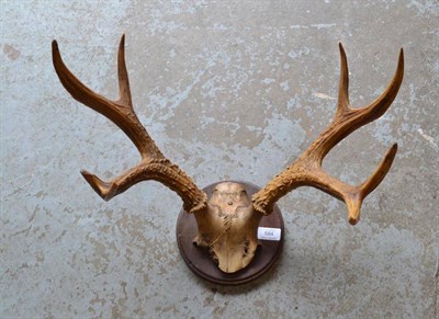 Lot 584 - Marsh Deer (Blastocerus dichotomus), circa 1910, antlers on cut frontlet, 8 points, right...