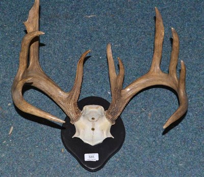 Lot 585 - American White-Tailed Deer (Odocoileus virginianus), antlers on cut frontlet, 12 points, right...