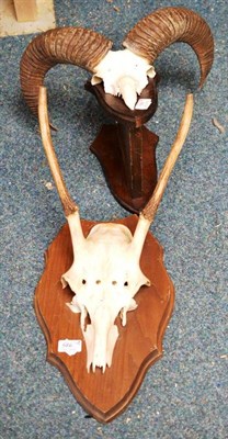 Lot 586 - Mouflon (Ovis aries), horns on cut frontlet, right horn 40cm, left horn 38.5cm, on protruding...