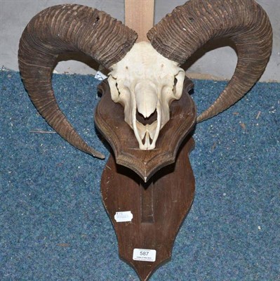 Lot 587 - Mouflon (Ovis aries), horns on cut upper skull, right horn 63cm, left horn 60cm, on protruding...