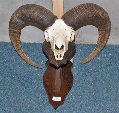 Lot 588 - Mouflon (Ovis aries), horns on cut upper skull, right horn 70.5cm, left horn 65cm, on...