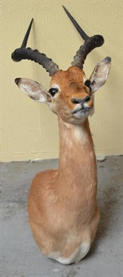 Lot 590 - Impala (Aepyceros melampus), by Black Bear Taxidermy, Kimberley, RSA, No.2639, circa 2000, shoulder