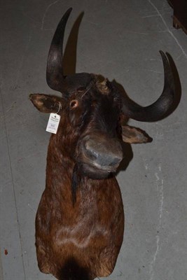 Lot 592 - Black Wildebeest (Connochaetes gnou), by Black Bear Taxidermy, Kimberley, RSA, No.2639, circa 2000