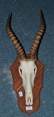 Lot 593 - Kob (Kobus kob), horns on cut upper skull, on African hardwood shield