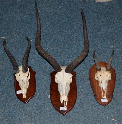 Lot 595 - Impala (Aepyceros melampus), horns on upper skull, on wood shield; and Two Others, comprising...