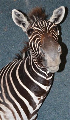 Lot 597 - Burchell's Zebra (Equus quagga burchellii), circa 2000, shaped shoulder mount with hide,...