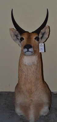 Lot 598 - Common Reedbuck (Redunca arundinum), circa 2000, shoulder mount, forward facing