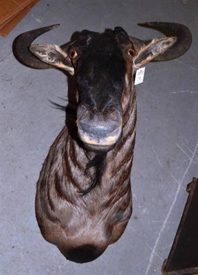 Lot 599 - Blue Wildebeest (Connochaetes taurinus), by Black Bear Taxidermy, Kimberley, RSA, No.2639,...