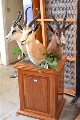 Lot 600 - A Group of Three Shoulder Mounts, on polished wood display stand, Grant's Gazelle and two...