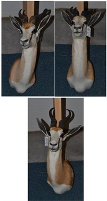 Lot 601 - Thomson's Gazelle (Eudorcas thomsonii), by Black Bear Taxidermy, Kimberley, RSA, No.3013, circa...