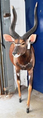 Lot 602 - Nyala (Tragelaphus angasii), circa 2005, fore-part, in walking pose, right horn 56cm (straight...