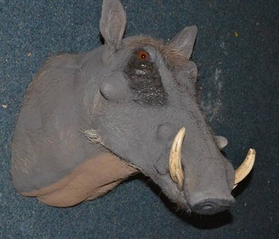 Lot 603 - Warthog (Phacochoerus africanus), by Black Bear Taxidermy, Kimberley, RSA, No.3013, circa 2005,...